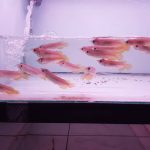 Banjar Red Arowana Fish