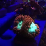 Blassto Wellsi Frag