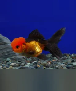 Black and Red Oranda Goldfish