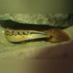 Tire Track Eel