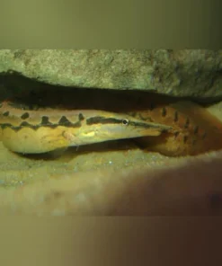 Tire Track Eel