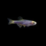 Cosmic Blue Danio