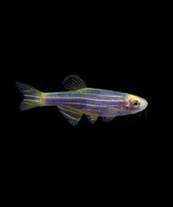Cosmic Blue Danio