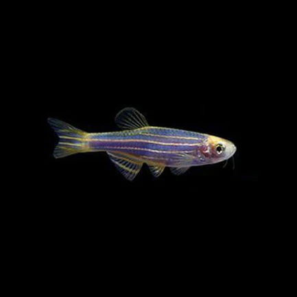 Cosmic Blue Danio