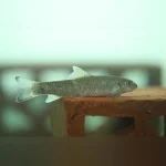 Foot Cleaner Goby