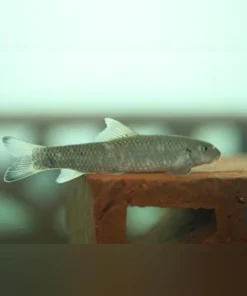 Foot Cleaner Goby
