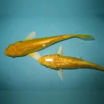 Gold Yamabuki Ogon Koi
