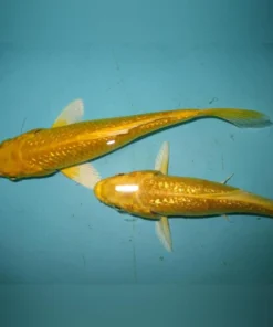 Gold Yamabuki Ogon Koi