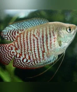 Dwarf Gourami Male