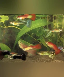 Assorted Color Male Guppies (Lot of 6)