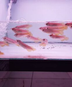Banjar Red Arowana Fish