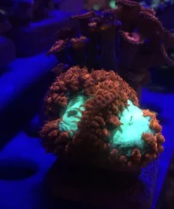 Blassto Wellsi Frag