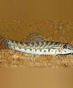 Checkerboard Loach