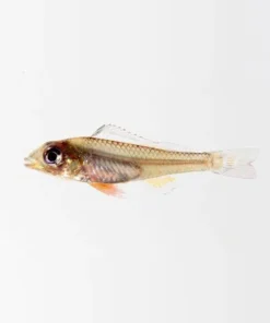 Biotecus Fairy Cichlid