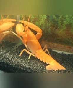Neon Orange Lobster