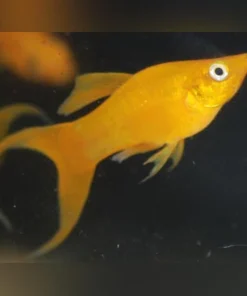 24 kt Lyre Tail Molly
