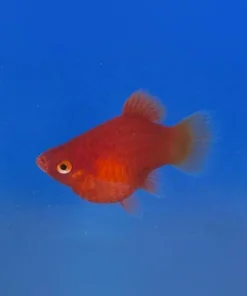 Dwarf Coral Red Platy