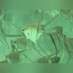 Altum Angelfish Hybrid