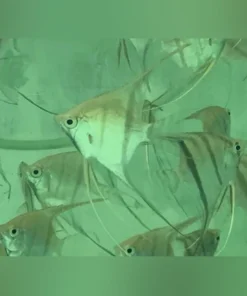 Altum Angelfish Hybrid