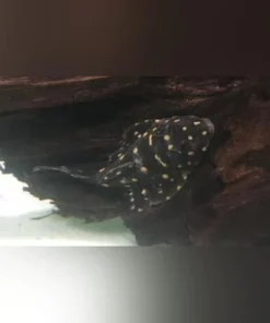 L-007 Galaxy Vampire Pleco