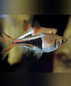 Harlequin Rasbora