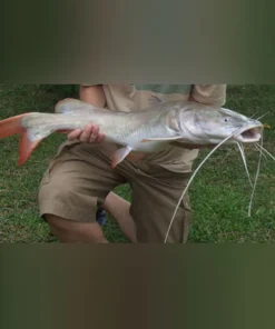 Asian Red Tail Catfish Albino
