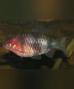 Black Ruby Barb