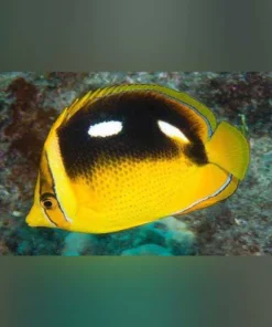 Four Spot Butterflyfish