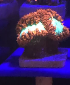 Alternative view of Blassto Wellsi Frag