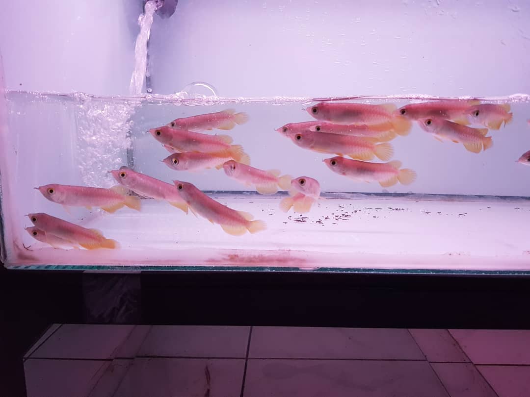 Banjar Red Arowana Fish