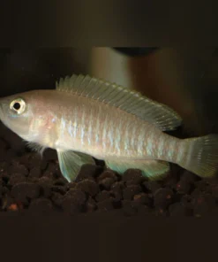 Multifasciatus Shell Dweller