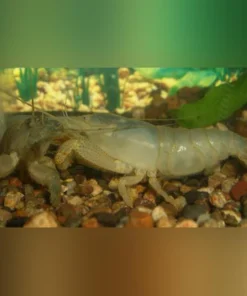 Vampire Shrimp