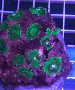 Green Mushroom Coral