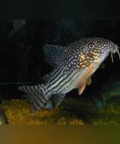 Sterbai Cory