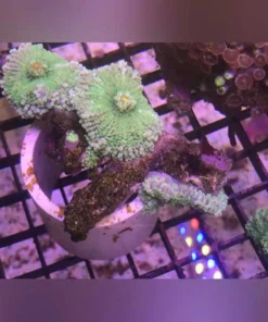 Alternative view of Green Mushroom Coral
