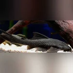 L-350 Black Coal Pleco