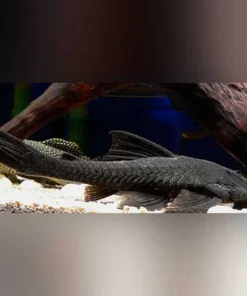 L-350 Black Coal Pleco