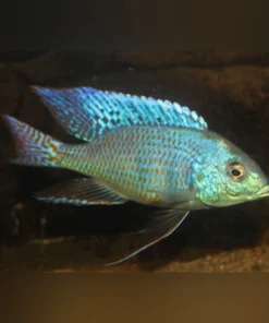 Mylochromis ericotaenia