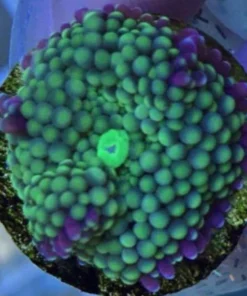 Green Ricordea Mushroom