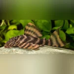 L-398 Tankei Tiger Pleco