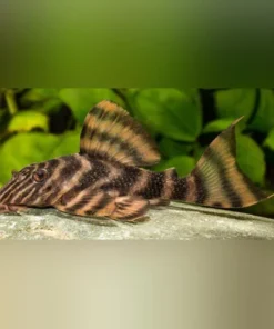 L-398 Tankei Tiger Pleco