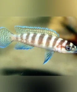 Neolamprologus Cylindricus Cichlid