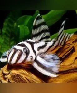 L-46 Zebra Pleco