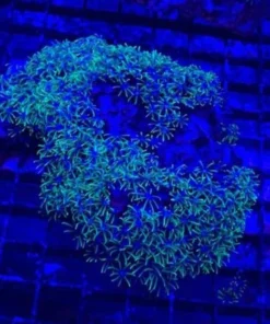 Green Star Polyps Coral