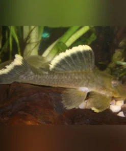 L-47 Mango Pleco