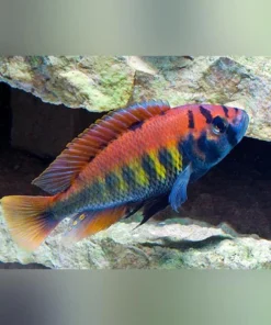 Nyererei Cichlid