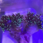 Green Torch Coral