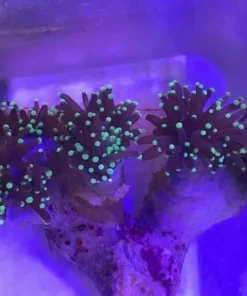 Green Torch Coral