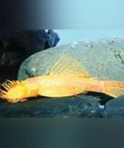 L-144 Bushynose Albino Pleco