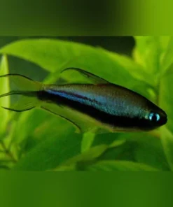 Emperor Tetra
